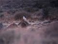 Displaying dance of Greater Sage Grouse