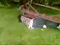 Ning falling
