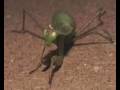 RAFA COREGA - MANTIS RELIGIOSA