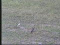 Attack of the Crowned Plover's 4/01/07