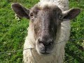 Ned calls about Gay Sheep Ned calls about Gay Sheep