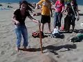 divertente ischitella mare ombrellone