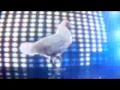 gallina techno gallina techno