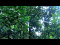 Dans la forêt guyanaise Dans la forêt guyanaise