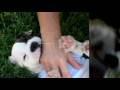 videos de Shiner @ 5 Weeks