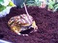 Female Pacman devours another meal! Female Pacman devours another meal!