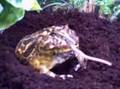 Female Pacman devours another meal!