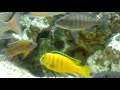 http://www.indran71.co.uk/home/fish.html