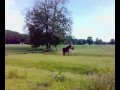 Stormy Galopp 01062009017