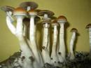 the fungus among us