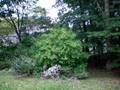 videos de Sweet Gum video #6