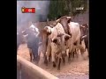 primer encierro san fermín 07/07/2007   cuatro  