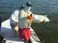tarpon on drys