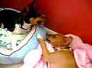 basenji talk