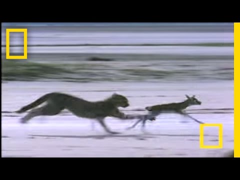 Cheetah Jumps Gazelle