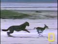 Cheetah Jumps Gazelle Cheetah Jumps Gazelle