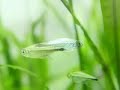 水草水槽に泳ぐ熱帯魚