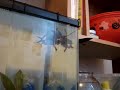 Goldfish and Crowntail Betta