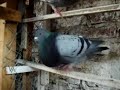 PALOMAS BUCHONAS: RAZA ESTILO