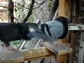 PALOMAS BUCHONAS: RAZA ESTILO