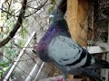 PALOMAS BUCHONAS: RAZA ESTILO