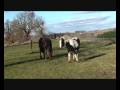 videos de 21-12-08: Sengha rencontre les mecs