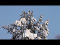 Видеообзор Sigma AF 70-300mm f/4-5.6 DG MACRO Canon EF