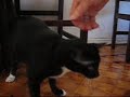 Miminhos... hummm Miminhos... hummm