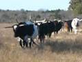 videos de Cattle drive