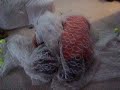 biofilm demonstration
