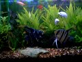 Meu aquario plantado, filtro Canister, PH 7.0, Co2 CaseiroData 23/09/2007 
