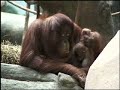 Orangutan Baby and Mother - Brookfield Zoo Orangutan Baby and Mother - Brookfield Zoo