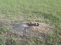World Bites #11: Prairie Dogs in the Badlands