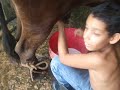 milking cow