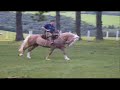 Cavalo crioulo baio ruano, ginete Igor Ribas