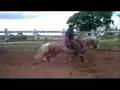 Cavalo crioulo baio ruano, ginete Igor Ribas