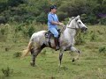 Mangalarga Marchador