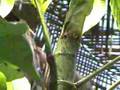FORMIGA SIMBIOSE COM EMBAÚBA - Cecropia sp.