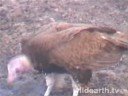 Hooded Vultures
