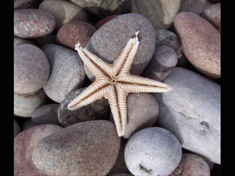 how to whiten starfish