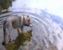 kadin wolfhond