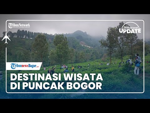 🔴 TRAVEL UPDATE: Berkunjung ke Kebun Teh Gunung Mas di Kawasan Puncak Bogor