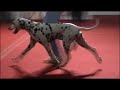 BEST IN SHOW CACIB ZAGREB 26 11 2006 BEST IN SHOW CACIB ZAGREB 26 11 2006