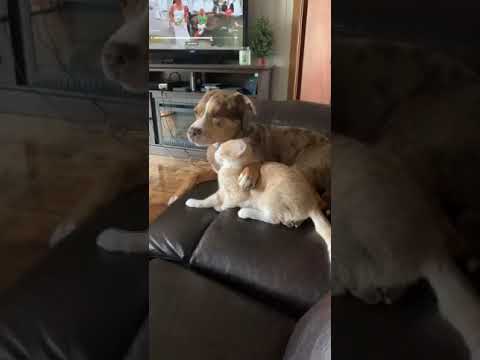 Kiedy kot wychowuje się z Pit bullem i odzywają się w nim naturalne instynkty