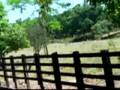 Iara andando de cavalo 2