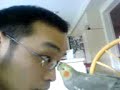 Cockatiel Nibbling Glasses