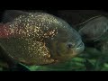 Zoo View Red Piranha-Cincinnati Zoo