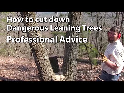 how to cut down a tree