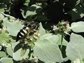 The Wasp and the Bee