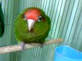 conure in her house conure in her house
